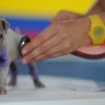 A stethoscope being used on a puppy