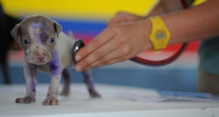 A stethoscope being used on a puppy