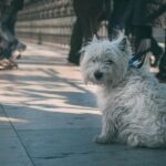 A West Highland Terrier is sitting outside