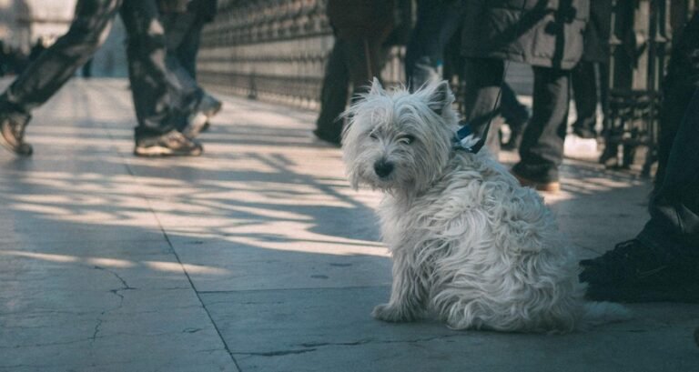 A West Highland Terrier is sitting outside