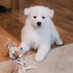 A white coated puppy is sitting with a toy