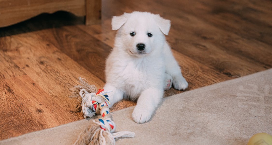 4 Tips for Building the Perfect Home Environment for Puppies