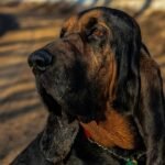 A bloodhound dog is sitting outside