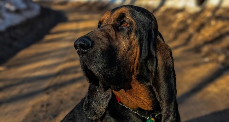 A bloodhound dog is sitting outside