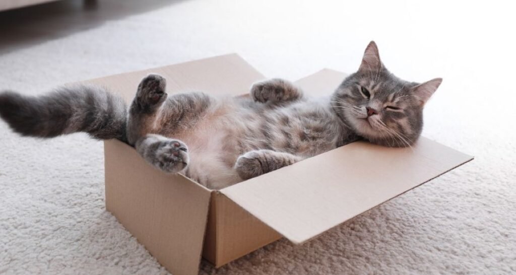 A cat is lying in a box on their back
