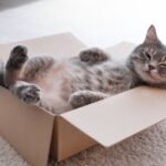 A cat is lying in a box on their back