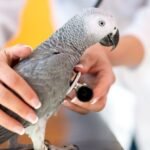 A female veterinarian is using a stethoscope on a parrot