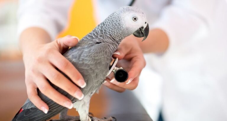 A female veterinarian is using a stethoscope on a parrot