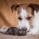 A Jack Russell terrier is sitting with a rodent