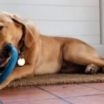 The Health Benefits of Chew Toys for Dogs
