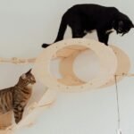 Two cats are playing on a wooden playground