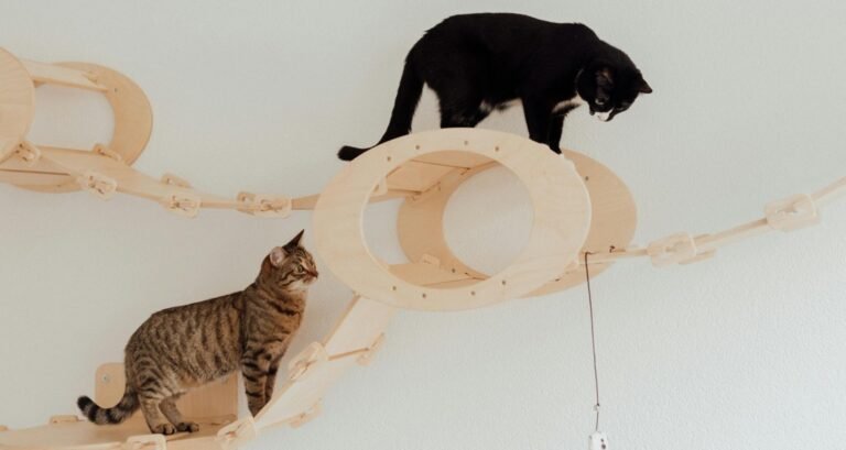 Two cats are playing on a wooden playground