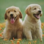 Two golden retriever puppies are sitting outside in the grass