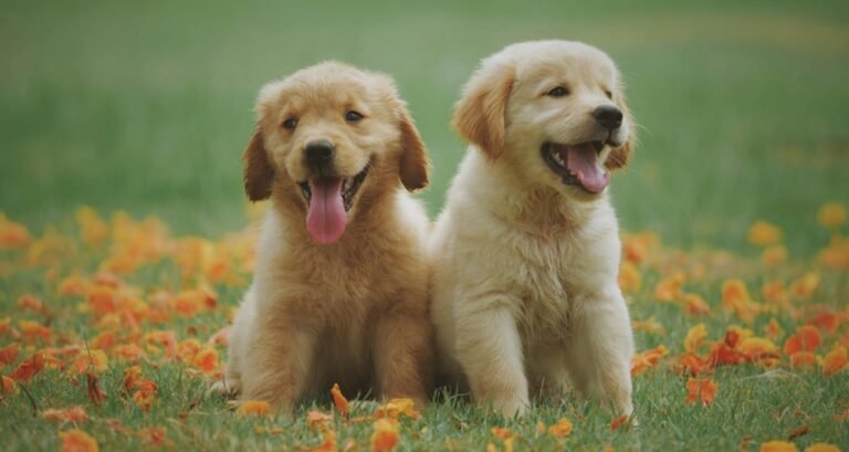 Two golden retriever puppies are sitting outside in the grass