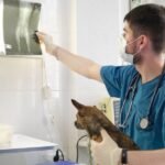 A veterinarian is looking at an X-ray with a dog