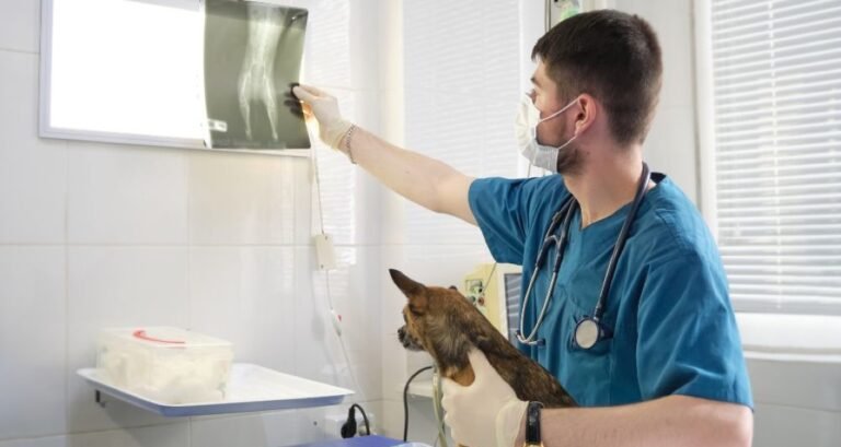 A veterinarian is looking at an X-ray with a dog