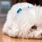 Bichon frise lying on wooden floor
