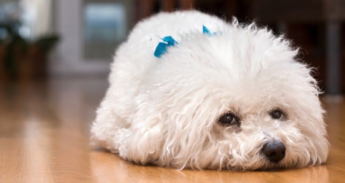 Bichon frise lying on wooden floor