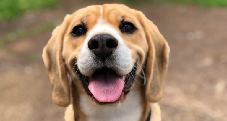 A beagle is smiling with its tongue out outside
