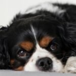 The Benefits of Pet Insurance for Unexpected Veterinary Costs
