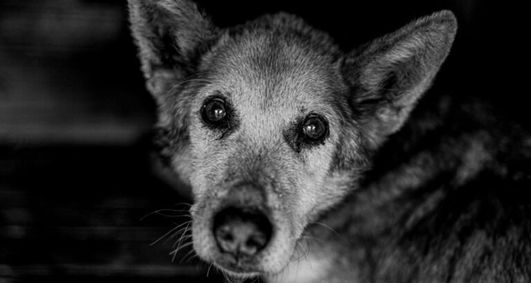 An old dog is staring forward