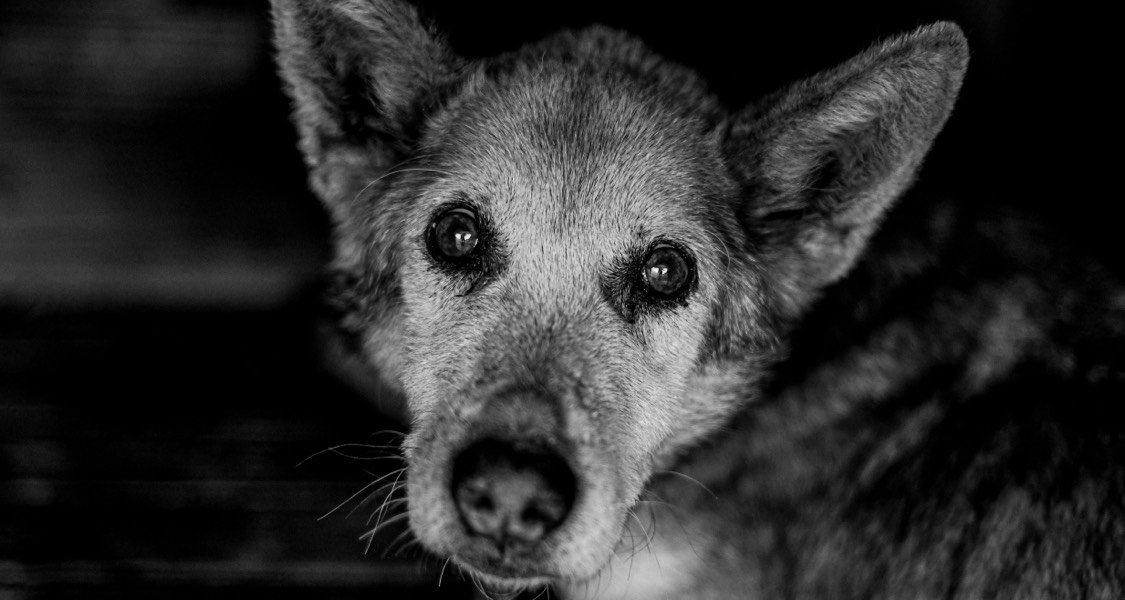 An old dog is staring forward