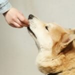 A person is feeding a treat to a dog