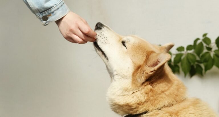 A person is feeding a treat to a dog
