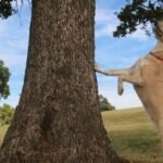 A dog is looking up a tree