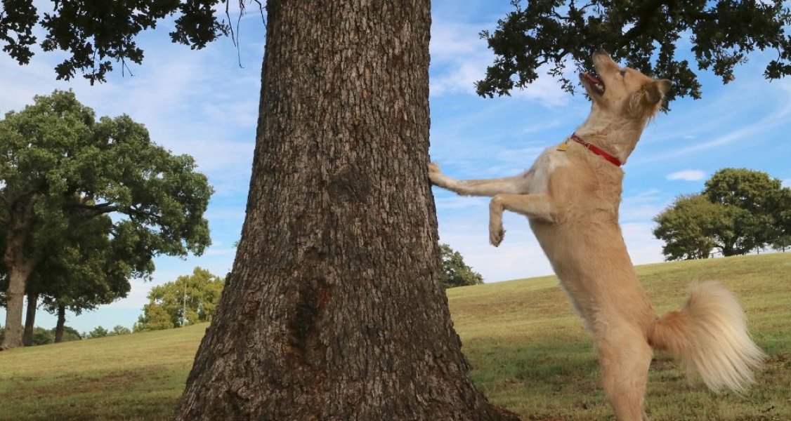 A dog is looking up a tree