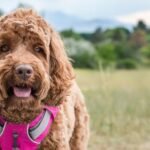 Best Outdoor Adventures To Enjoy With Your Dog
