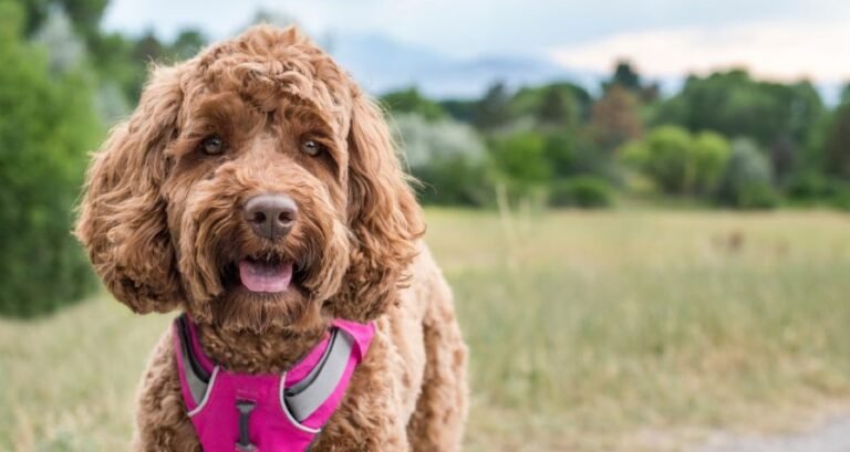 A dog is panting in a park wearing a pink harness