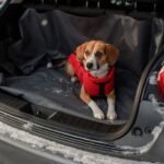 A dog is sitting in the trunk of a car