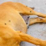 Flies are on a dog that is lying down