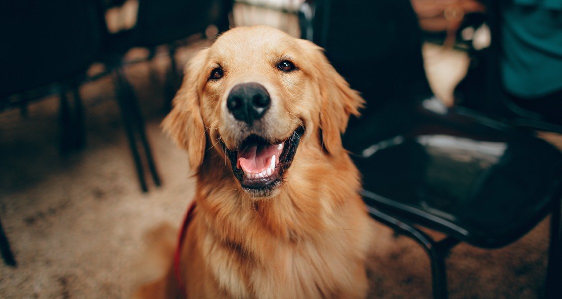 A golden retriever is smiling