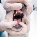 A person is opening a dog's mouth wearing gloves