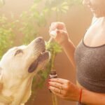A woman giving a supplement to a dog with a dropper