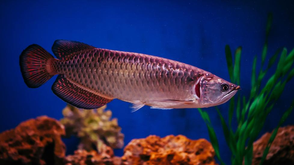 Fish