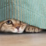 A cat is hiding under a drape