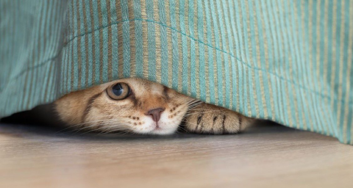 A cat is hiding under a drape
