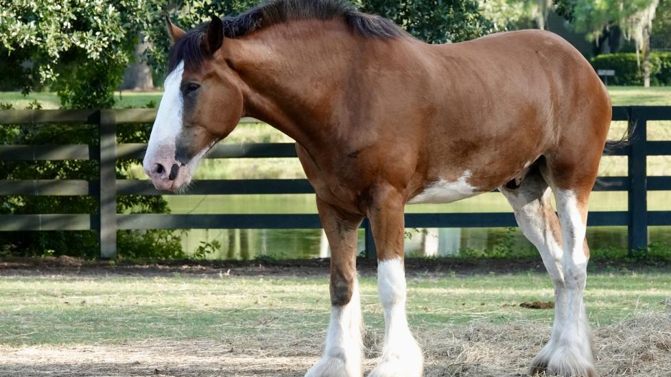 Horse
