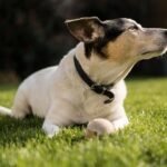 A dog is lying on the grass wearing a black collar