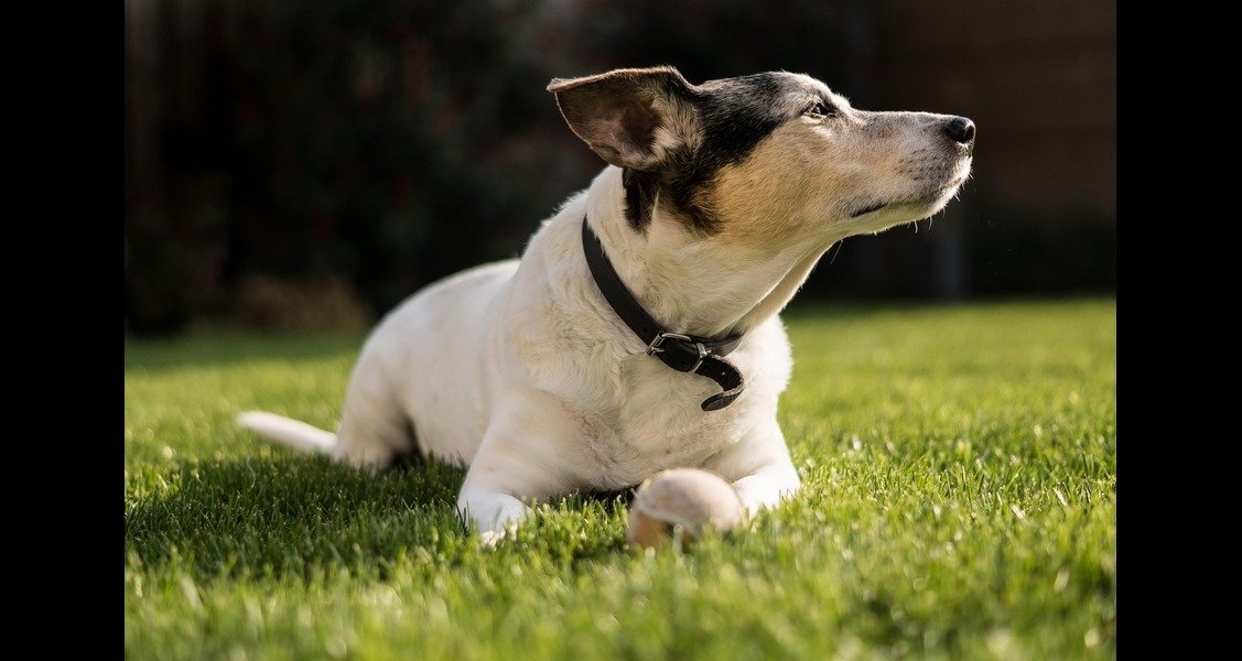 A dog is lying on the grass wearing a black collar