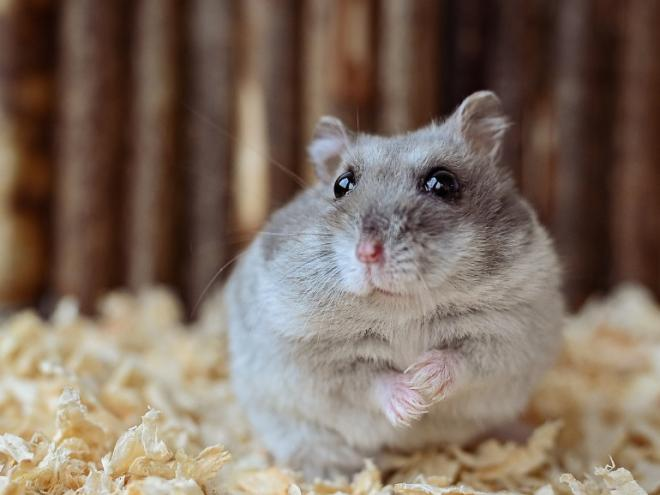 Hamsters