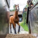 A horse is walking into a horse trailer