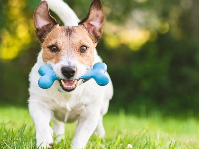 Flea & Tick