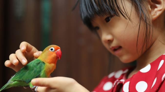 Birds