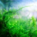 Algae in a fish tank