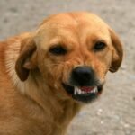 A dog is baring its teeth outside