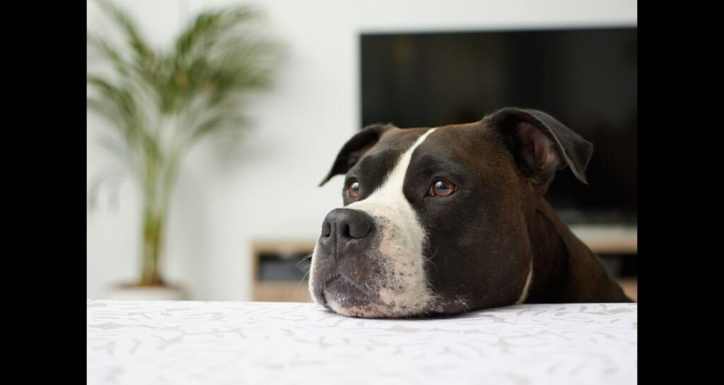 A dog is putting their chin on fabric